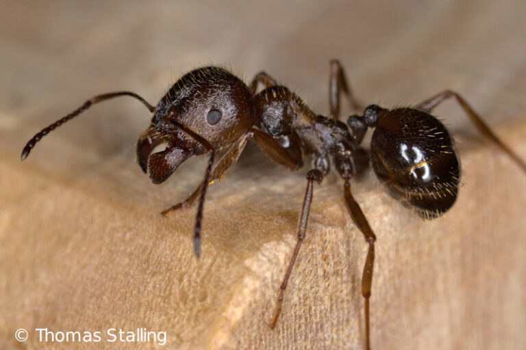 Other myrmecophiles and ants myrmecophilus.de