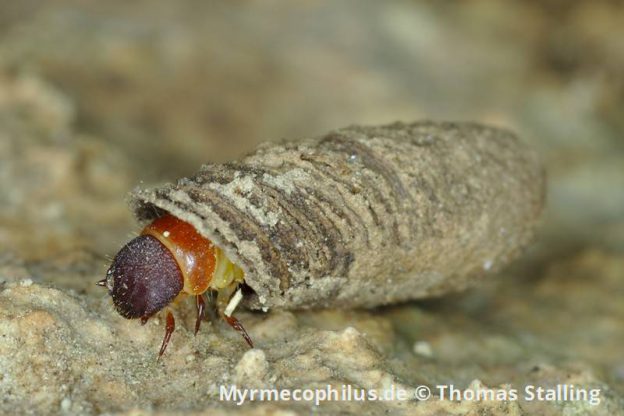 Other myrmecophiles myrmecophilus.de